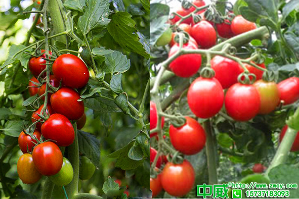 高產(chǎn)西紅柿種植技術(shù)，科學(xué)追肥用量少產(chǎn)量還能高