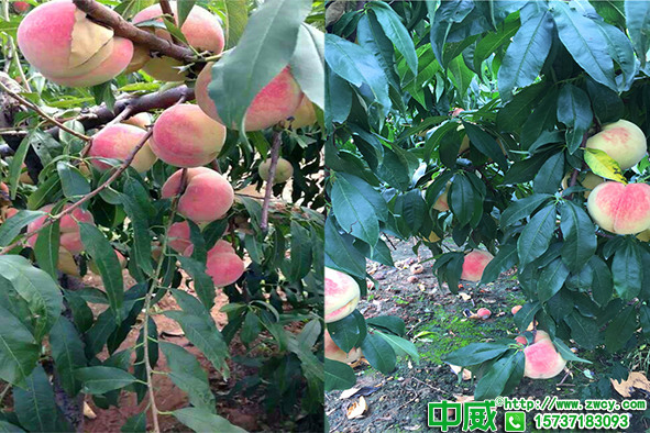 生物菌肥哪家好？常用菌肥有哪些？怎么正確選擇菌肥料