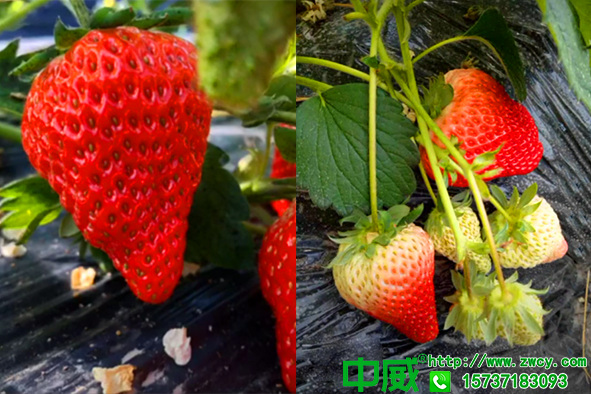 草莓結(jié)果期施什么肥？草莓用什么肥料品質(zhì)好味道甜