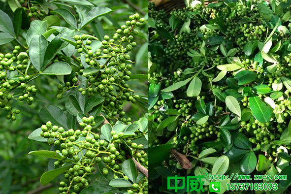 花椒專用肥用什么，春季花椒如何追肥效果好