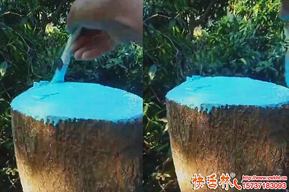 快活林愈傷膏芒果樹使用效果