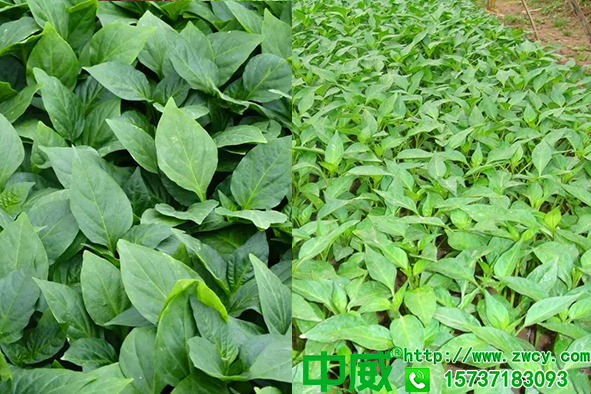 為啥自己的辣椒苗長勢差？辣椒苗用什么肥料生根壯苗比較快