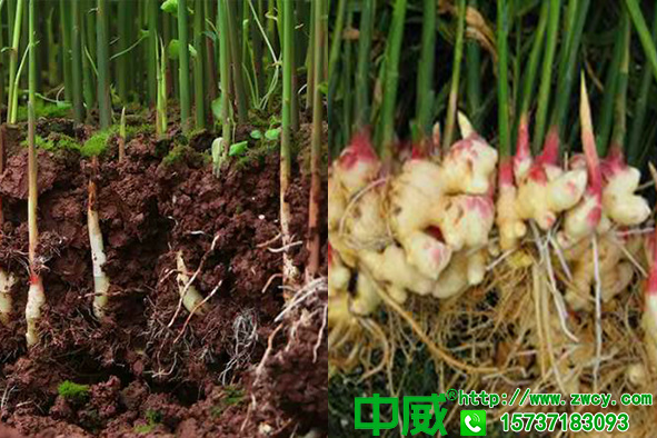 姜怎么種生根快質(zhì)量高，種生姜用什么肥更有利于生長(zhǎng)
