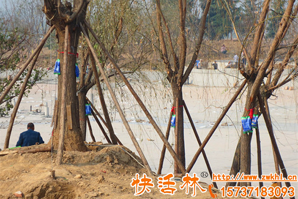 栽大樹(shù)有什么成活絕招？快活林大樹(shù)營(yíng)養(yǎng)液給樹(shù)輸液保命