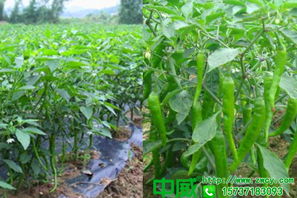 辣椒施什么肥座果多，辣椒怎么管理才高產(chǎn)
