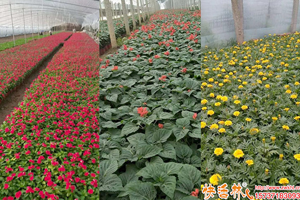快活林潤萬物生根劑養(yǎng)護(hù)