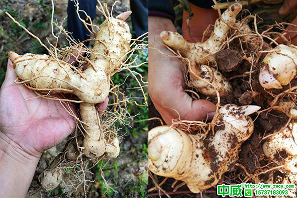 種植黃精怎么管理，黃精追肥養(yǎng)護(hù)有什么技巧？