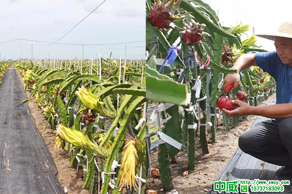 火龍果種植怎么施肥？火龍果用什么肥料好？