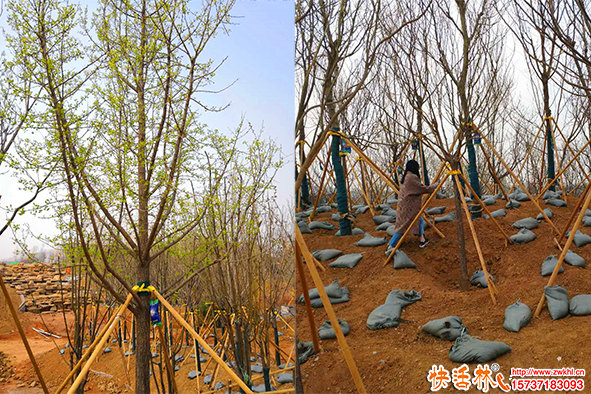 工程移栽用什么生根劑？樹木生根劑哪個(gè)好？