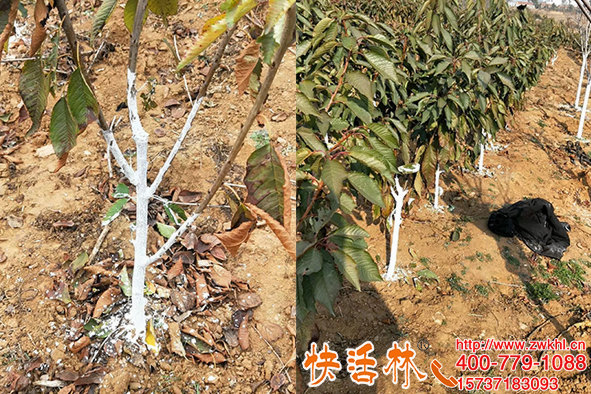 快活林樹(shù)木涂白劑價(jià)格多少？大櫻桃樹(shù)清園為什么要涂白