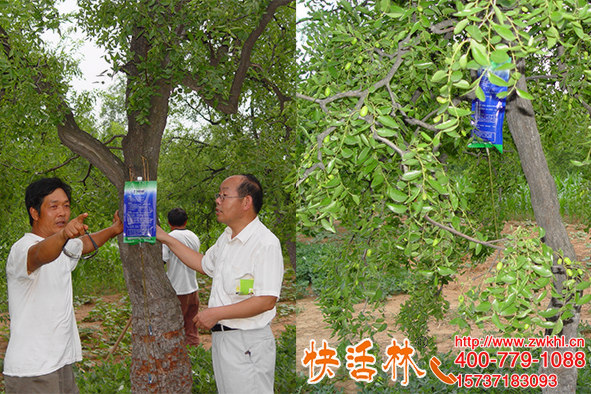 棗園提產也用快活林果樹營養(yǎng)液，技術人員現(xiàn)場指導增收20%