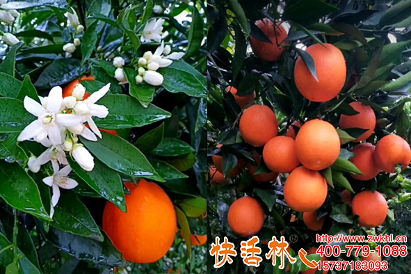 快活林植物防凍液用于晚熟臍橙越冬防護抗凍增產(chǎn)太神奇