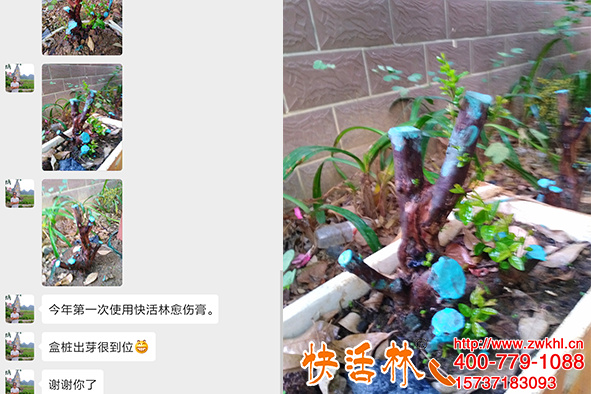 植物傷口涂補劑用快活林愈傷膏盆景老樁涂抹殺菌保水十分美觀