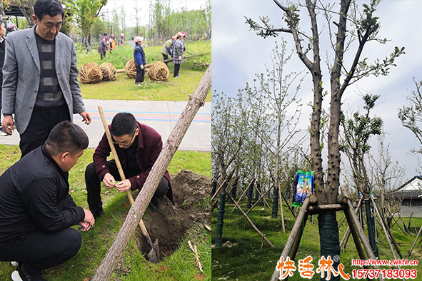 新栽樹木過夏就脫水怎么辦？試試給樹木輸營(yíng)養(yǎng)液補(bǔ)水壯樹