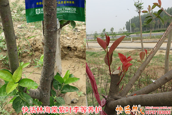 快活林海棠紫葉李等養(yǎng)護(hù)