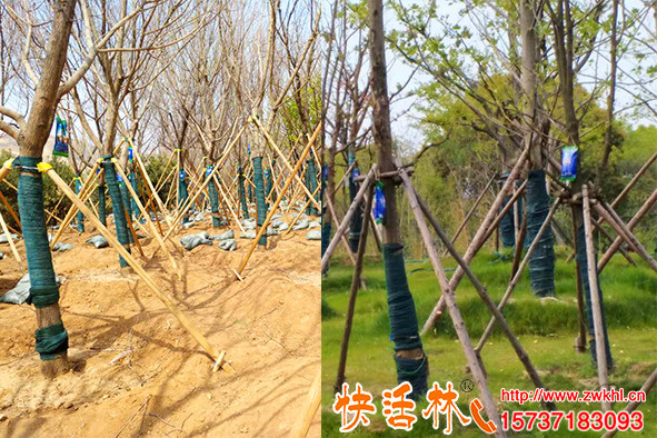 園林工程栽大樹還得快活林強(qiáng)力生根粉搭配大樹營養(yǎng)液事半功倍