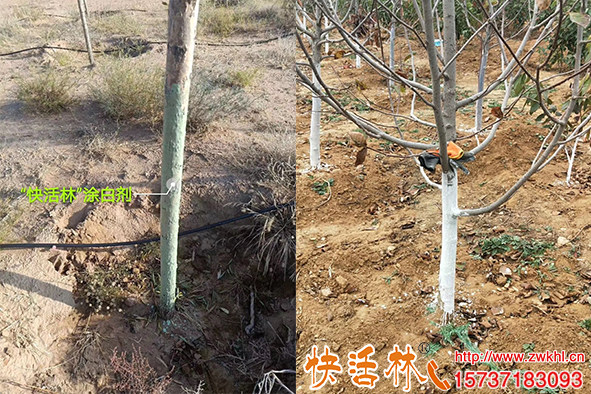 這些年樹干涂白白刷了，快活林果樹涂白劑真正發(fā)揮涂白的功效