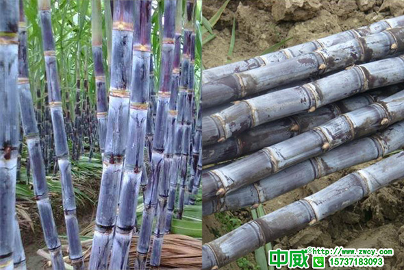甘蔗種植技術(shù)，甘蔗怎么養(yǎng)護管理長得快甜度高？