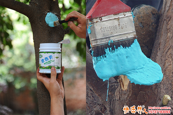 苗木移栽修剪多易失水怎么辦？苗木傷口愈合劑哪個好？