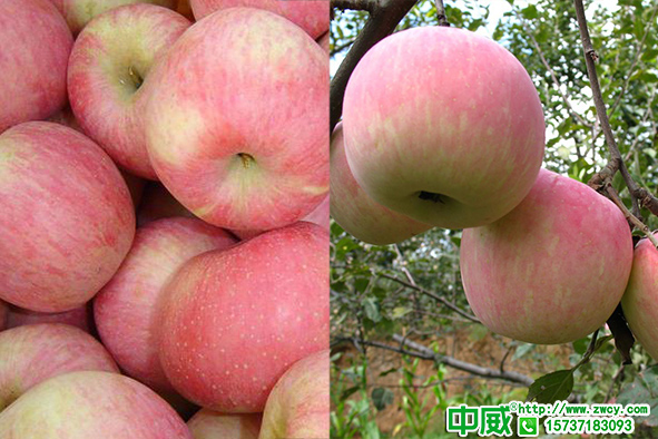 蘋果花后什么時(shí)候追肥？果樹施什么肥比較好？