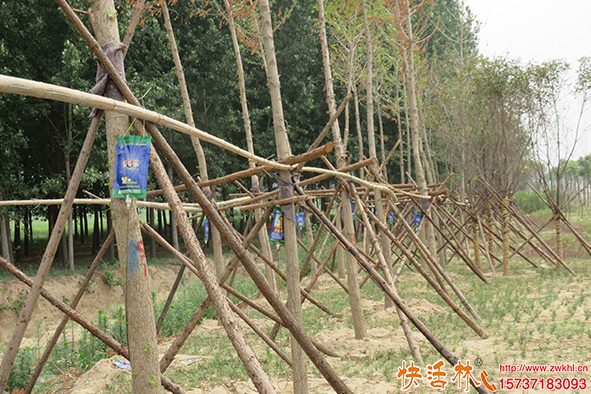 快活林銀杏樹營(yíng)養(yǎng)液
