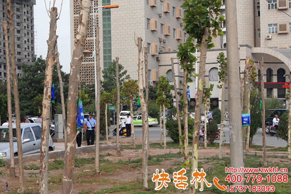 小區(qū)綠化樹掛的啥？這是給樹補充營養(yǎng)的吊液