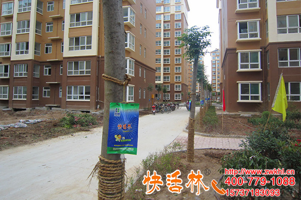 用快活林大樹移栽營養(yǎng)液成活率很高，河北石家莊陳經(jīng)理也要用