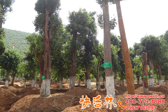 快活林養(yǎng)護夠專業(yè)何經(jīng)理生根粉多少錢也不問直接按養(yǎng)護方案發(fā)貨吧