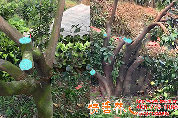 是什么讓魯經(jīng)理一直在用快活林植物傷口涂補劑