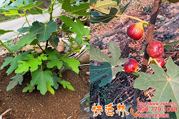 冬天果樹怎樣防凍，山東蔣經(jīng)理無花果嫩枝抗凍御寒用快活林防護