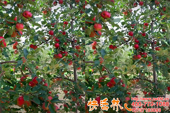 大果樹(shù)移栽掛快活林大樹(shù)輸液袋恢復(fù)快成活高提早正常結(jié)果