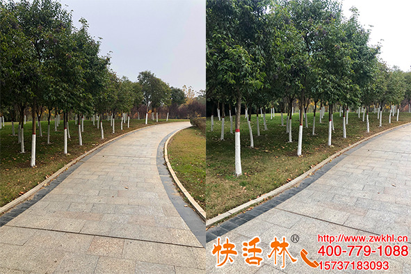 樹上涂的白色的是什么不都是石灰水，快活林涂白劑更方便持效更久
