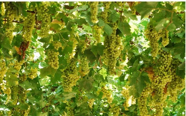 中威春雨一號(hào)植物營(yíng)養(yǎng)調(diào)節(jié)劑400-779-1088