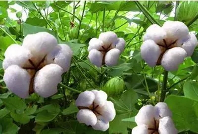中威春雨一號(hào)植物營(yíng)養(yǎng)調(diào)節(jié)劑400-779-1088