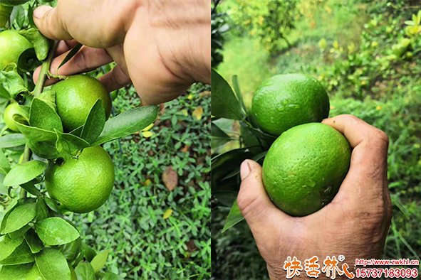 柑橘長(zhǎng)勢(shì)展示