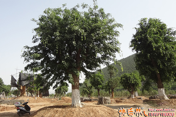 快活林大樹養(yǎng)護(hù)