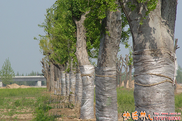 快活林大樹養(yǎng)護(hù)恢復(fù)