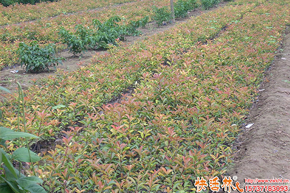 快活林石楠苗圃