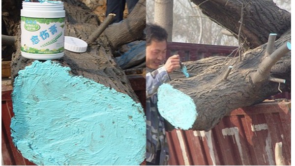 樹干傷口怎么處理，樹傷口用什么處理好