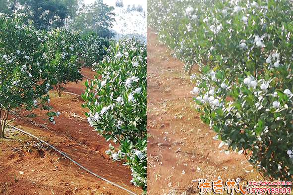 茂谷柑涂白