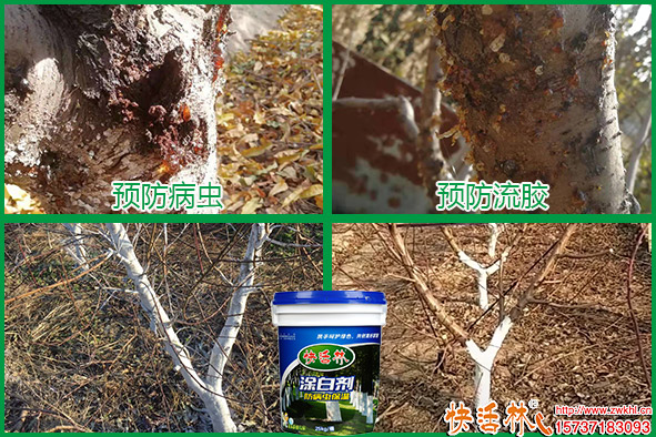 預(yù)防病蟲 預(yù)防流膠