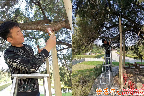 快活林愈傷膏古樹(shù)修復(fù)
