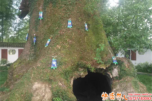 大樹注射液使用技巧，怎么選擇使用效果才好？