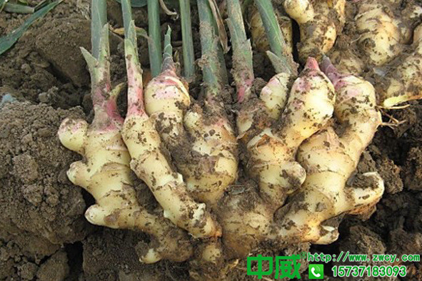 生姜種植技術(shù)大全怎么種植生姜才能更高產(chǎn)沒(méi)有再全的管理技術(shù)了3