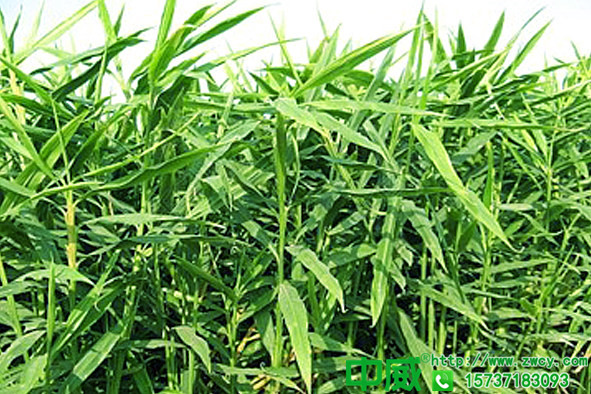 生姜種植技術(shù)大全怎么種植生姜才能更高產(chǎn)沒(méi)有再全的管理技術(shù)了4