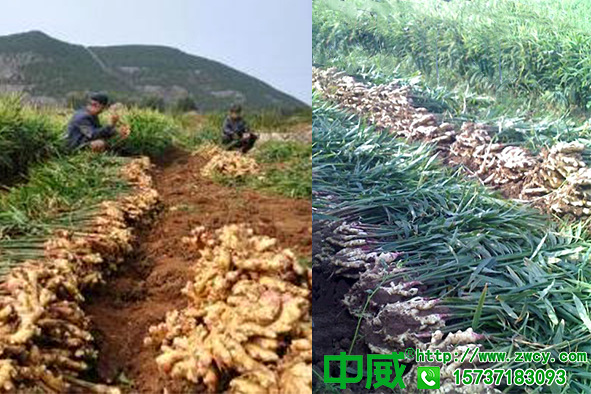 種植生姜用什么肥料好？怎樣種植大姜不老秀水溶肥效果怎么樣