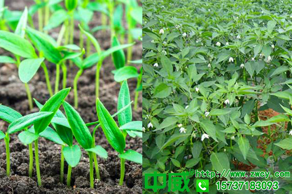 辣椒用什么肥料好，怎么種植才能長得快
