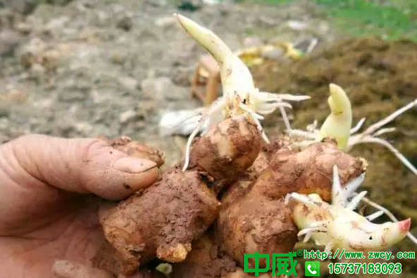 生姜種植技術(shù)大全怎么種植生姜才能更高產(chǎn)沒(méi)有再全的管理技術(shù)了