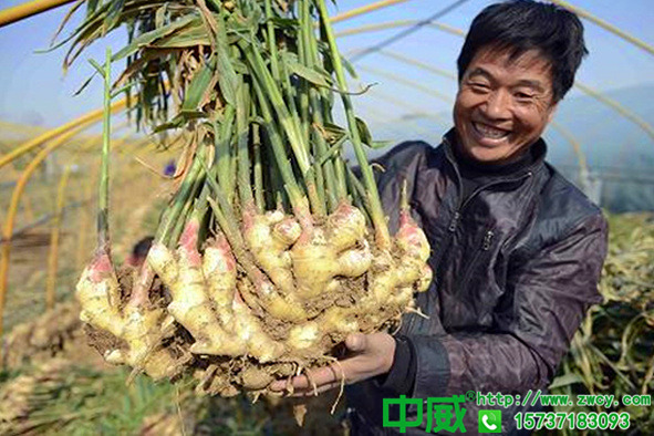 生姜種植技術(shù)大全怎么種植生姜才能更高產(chǎn)沒(méi)有再全的管理技術(shù)了2