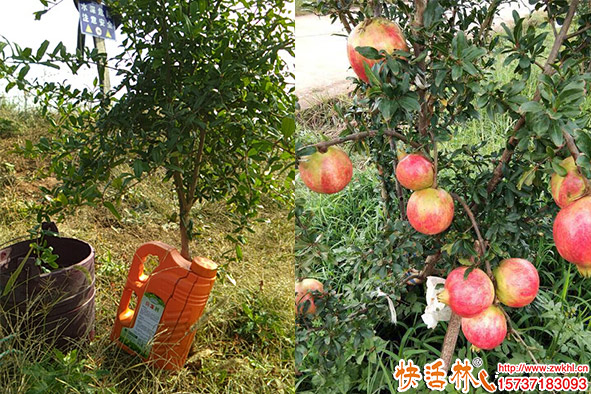 快活林防凍劑石榴樹(shù)防凍